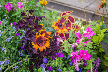 Fototapeta premium Vibrant summer flowerbed with colorful Coleus, Rudbeckia, Petunia and Salvia flowers in a park garden.