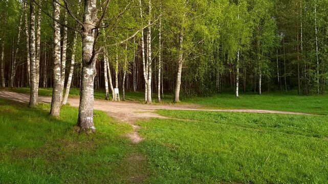 Soft pan over grassy border between forest and meadow