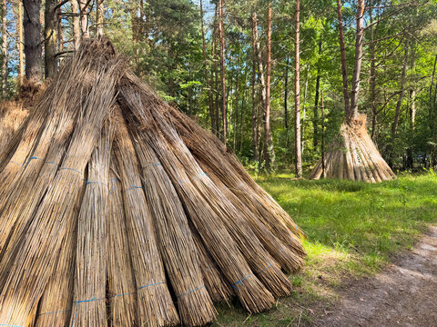 View of bundles of harvested reeds stacked in a forest clearing in Engure, Tukums Municipality, Latvia.