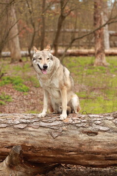Lone wolf sitting calmly on a large wooden driftwood log in a dense green forest