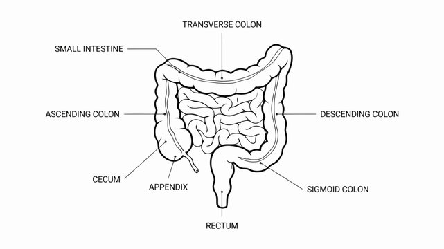 Anatomical illustration depicts the human digestive system including the colon intestines and appendix on a white background anatomy