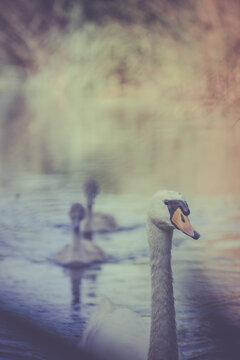 Animal en macro minimaliste dans la nature