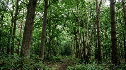 Fototapeta premium Dense woodland setting thick with diverse tree trunks and lush canopy foliage forest tree wood woodland nature plant outdoor environment landscape foliage trunk branch leaf green wilderness timber