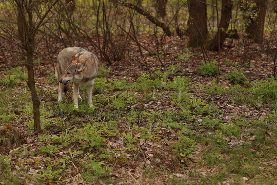 Lone wild wolf walking gracefully through a grassy clearing in a dense green forest