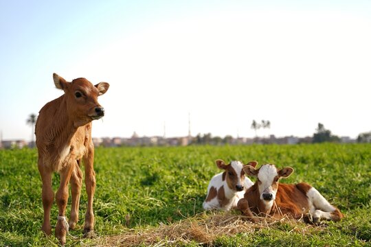 View of three young calves resting and standing in a lush green field with a distant cityscape in the background in Zagazig, Al-Sharqia Governorate, Egypt.