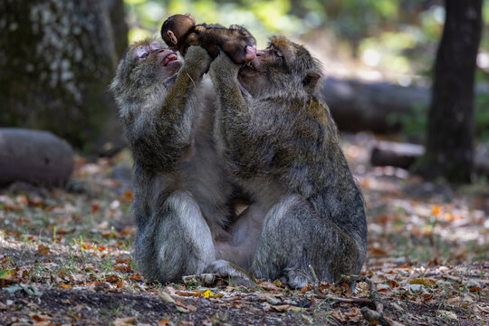 View of two Barbary macaques holding a baby monkey in the forest at Montagne des singes, Kintzheim, Grand Est, France.