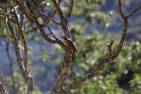 Campo Flicker