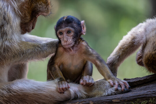 View of a baby Barbary macaque being groomed by an adult in the Montagne des singes in Kintzheim, Grand Est, France.