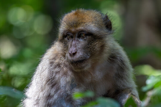 View of a Barbary macaque in the forest at Montagne des singes in Kintzheim, Grand Est, France.