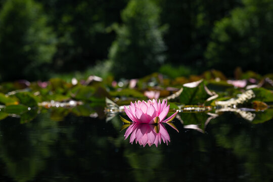 Pink lotus flower reflected in the green water of the pond. Shallow depth of field