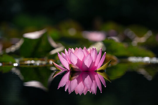 Pink lotus flower reflected in the green water of the pond. Shallow depth of field