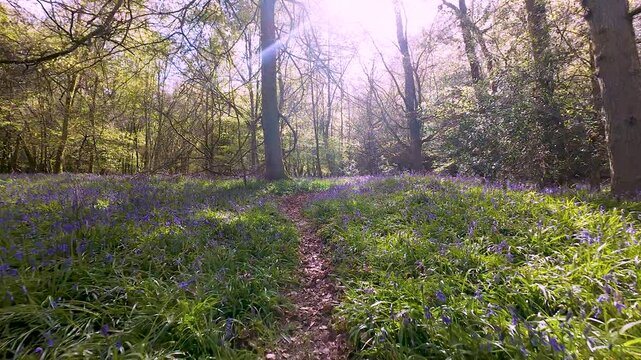 Immersive FPV drone flight through a woodland carpeted with blooming bluebells, following a narrow forest path beneath sunlit trees during spring in the United Kingdom. Ideal for nature  conservation,