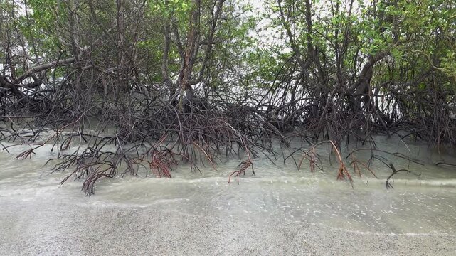 Mangrove forests at low tide. Thailand. The Andaman Sea. Bruguiera and Rhizophora with roots supports and aerial roots prevails