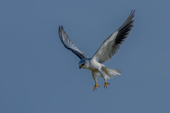View of a black-winged kite in flight against a clear blue sky, showing its white plumage, dark wing patches, and yellow talons in Jahanian, Pakistan.