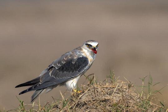 View of a black-winged kite perched on a mound of dry grass while feeding on its prey in Jahanian, Pakistan.