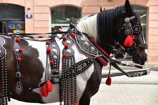 Cheval de parade &agrave; Cracovie. Pologne	