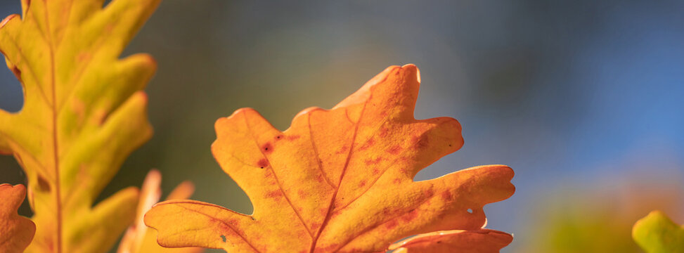 Beautiful autumn background for your design.
