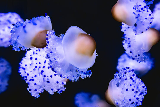 Blue jellyfish drifting in dark underwater marine habitat