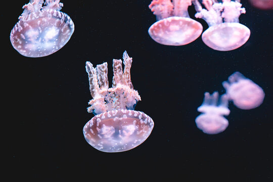 Pink jellyfish drifting underwater in a dark aquarium
