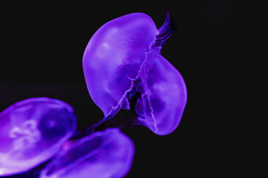 Purple jellyfish glowing underwater against black background