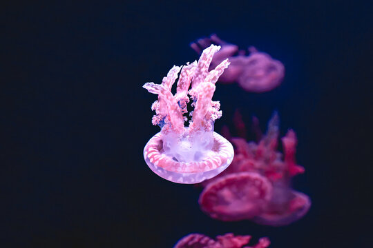 Pink jellyfish drifting underwater in a dark aquarium