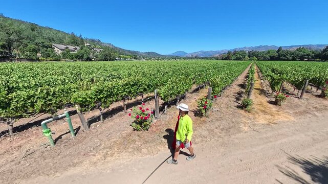 Couple strolls hand in hand through vineyard at winery enjoying sunny day in Napa Valley surrounded by rows of grapes