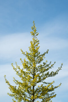 Young tree with autumn foliage against blue sky