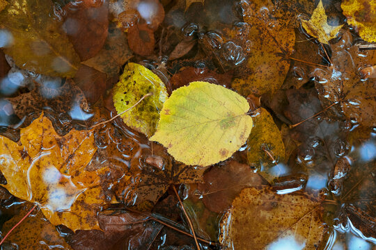 Yellow autumn leaf floating in shallow forest stream