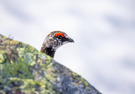 View of a rock ptarmigan with its distinctive red eye comb peeking over a lichen-covered rock in a snowy landscape in Valldal, More og Romsdal, Norway.