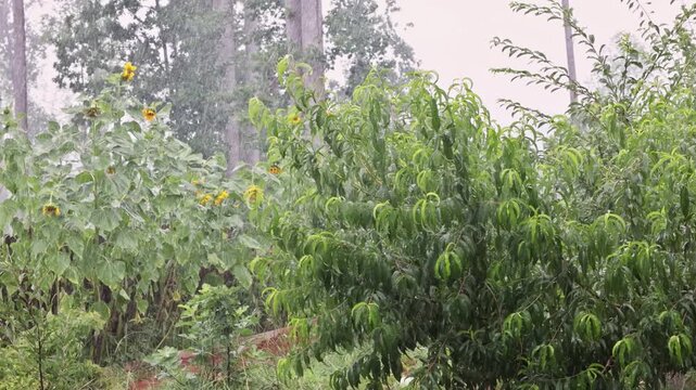 Rain drops fall on sunflowers, green plants in garden on thunderstorm cloudy day.
