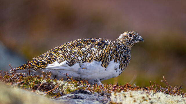 View of a rock ptarmigan with mottled brown and white spring plumage standing on mossy rocky ground in Valldal, More og Romsdal, Norway.
