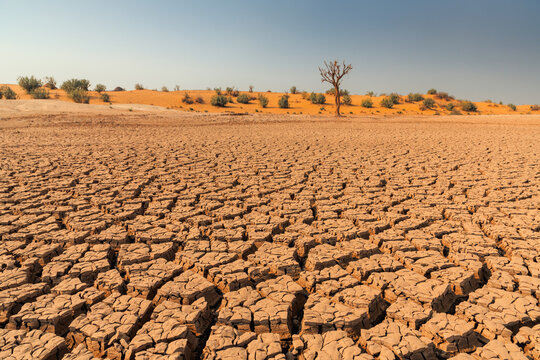 View of the cracked, parched earth of the Cholistan Desert during a severe drought, with sparse desert vegetation and a lone dead tree under a clear sky in Bijnot, Punjab, Pakistan.