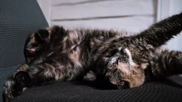 Tortoiseshell cat stratching lying on its back in a funny pose on a black chair at home. Funny pet wakes up, domestic animal, indoor lifestyle. High quality 4k footage.