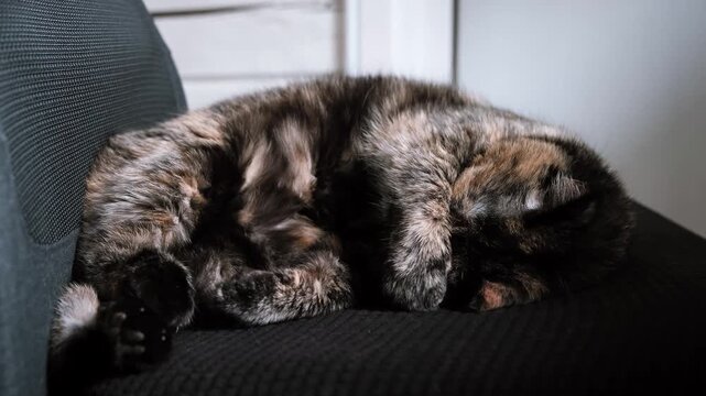 Tortoiseshell cat sleeping curled up on a black office chair at home. View on pet from above. Domestic pet, indoor relaxation, cozy atmosphere. High quality 4k footage.