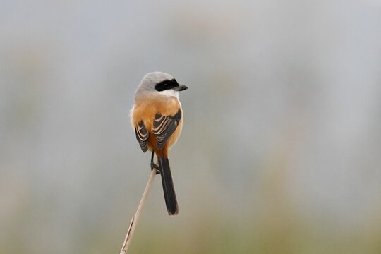 Chinese long-tailed shrike (Lanius schach schach) perched on a reed stalk at Van Long Wetland Nature Reserve, Ninh Binh Province, Vietnam