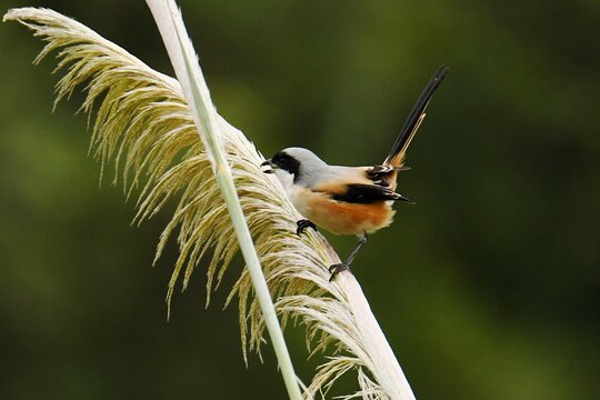 Alerted Chinese long-tailed shrike (Lanius schach schach) perched on a reed stalk at Van Long Wetland Nature Reserve, Ninh Binh Province, Vietnam