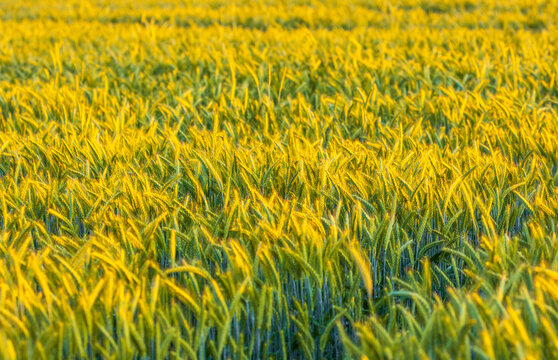 View of a lush field of ripening wheat with golden and green stalks swaying in the sunlight in Sokolka, Podlaskie Voivodeship, Poland.