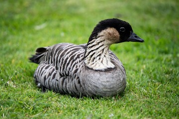 The Nene (Branta sandvicensis). © Vine.Photographic