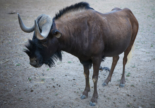 Close-up of a black wildebeest with curved horns and white tail