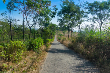 Fototapeta premium A beautiful road passing through tea estate of Jhalong, Dooars - North Bengal, West Bengal, India.