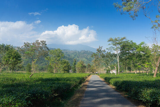 A beautiful road passing through tea estate of Jhalong, Dooars - North Bengal, West Bengal, India.