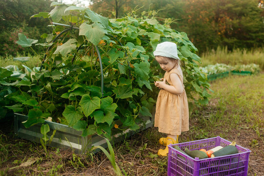 Toddler harvest organic vegetable garden on homestead