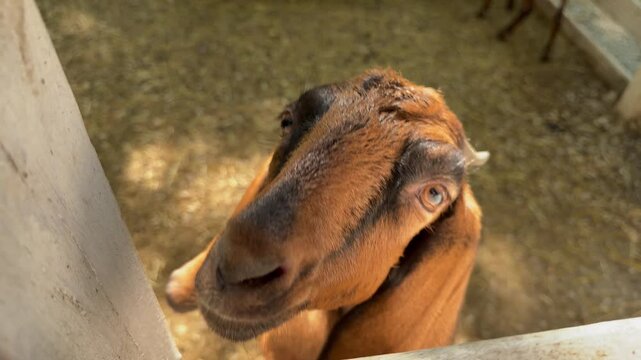 Close-up of a Nubian goat in a pen.