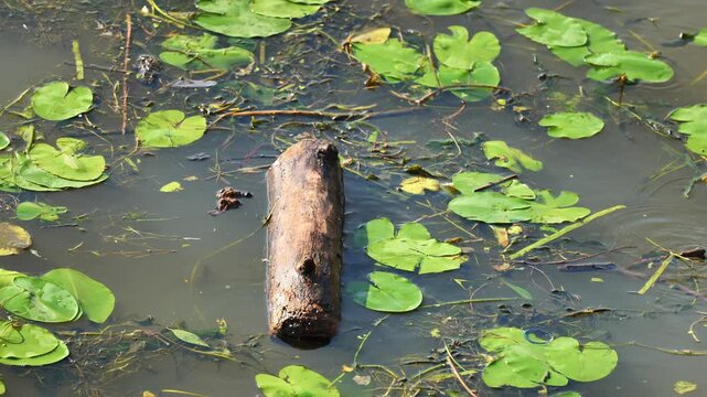 Log floating in murky pond water among green lily pads and natural debris