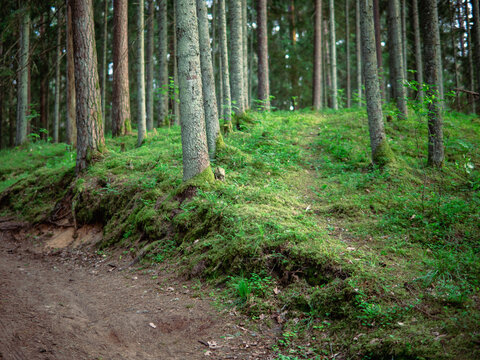 View of Gauja National Park featuring a mossy forest floor with pine trees and a dirt path in Latvia.