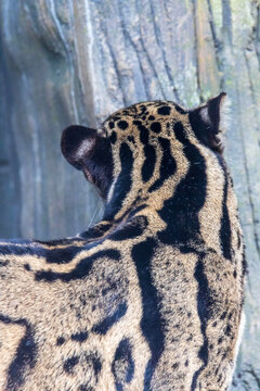 Clouded leopard resting and looking at camera at Fort Worth Zoo, Texas, USA