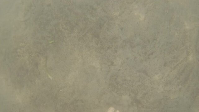Barefoot walking on a sandy river bottom, immersed in cloudy water. Exploring the natural environment and feeling the ground