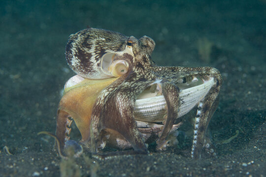View of a coconut octopus carrying a white seashell across the dark sandy seabed in the Lembeh Strait, Bitung, North Sulawesi, Indonesia.