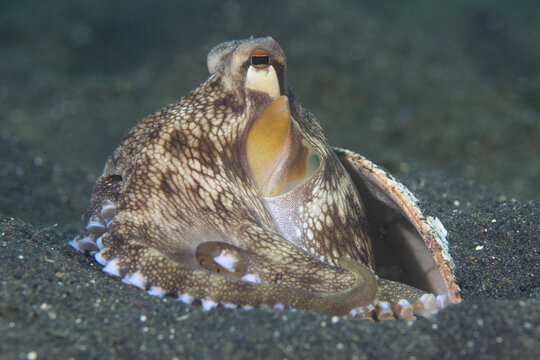 View of a coconut octopus hiding inside a shell on the dark volcanic sandy bottom of the Lembeh Strait in Bitung, North Sulawesi, Indonesia.