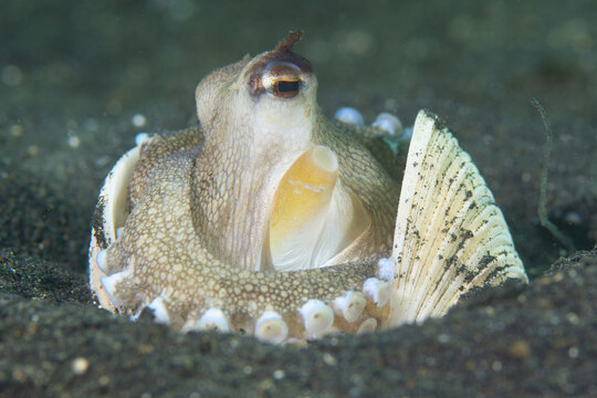 View of a coconut octopus hiding inside a bivalve shell on the dark sandy seabed of Lembeh Strait in Bitung, North Sulawesi, Indonesia.